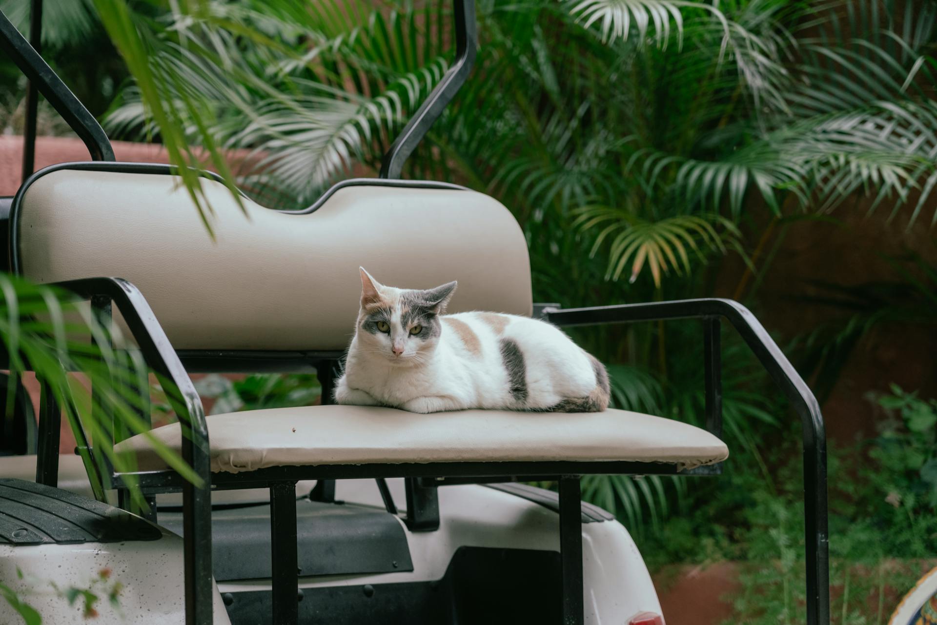 Unveiling the Environmental and Health Benefits of Golf Cart Rentals for Modern Travelers