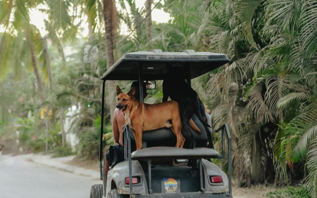 The Unexpected Role of Golf Cart Rentals in Urban Mobility