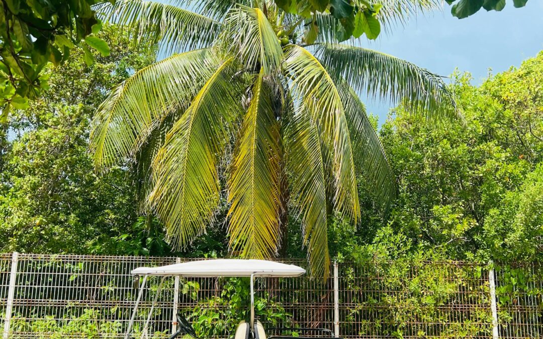 Essential Golf Cart Rental Tips for Your Next Vacation in Delray Beach, Florida